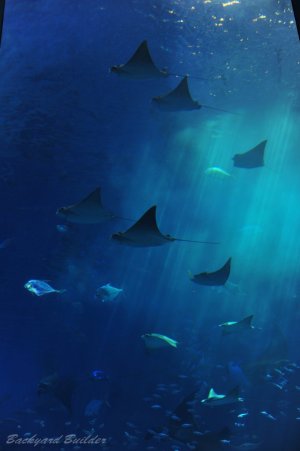 ����C�����ق̃}���^