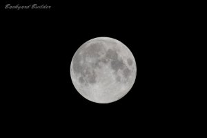 ���H�̖���