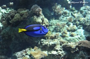 �J���C�C�̂ɓŎ����Ă郄�c