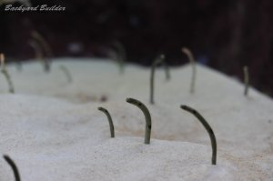 �`���A�i�S