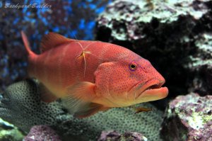 �G�r���ז�...