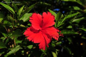 �n�C�r�X�J�X