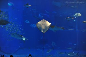 ����C������