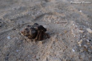 ���h�J��