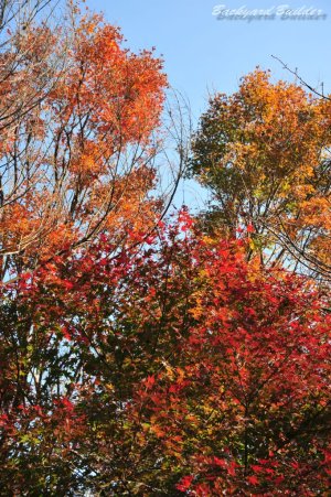 �}�U�[�q��̍g�t