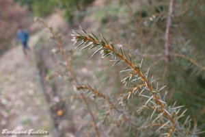 �g�Q�g�Q�̖�