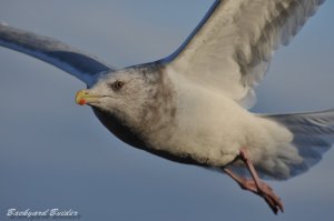 �Z�O���K����