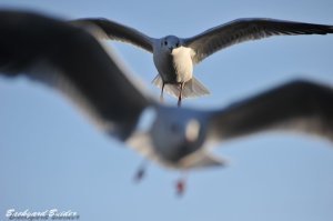 ���R�̃V���b�g