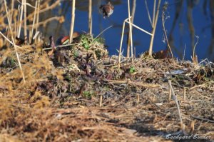 ��̂ق��ɉ�������ł���(^^)