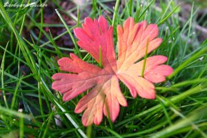 �N���[�Y�A�b�v