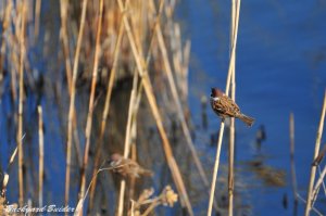 �X�Y�������h�Ȗ쒹