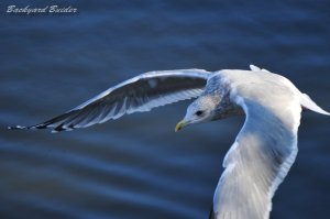 �Z�O���J����