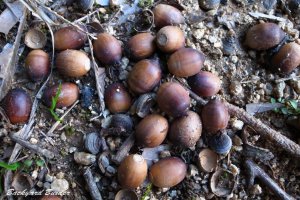 �ǂ񂮂肱�낱��