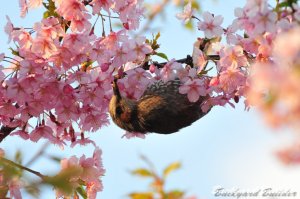 �q���h��