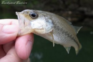 �x�C�r�[�o�X