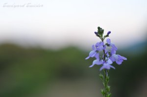 �̂��炱�̑����D��