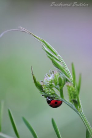 Ai AF Micro-Nikkor 60mm f/2.8D