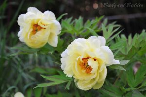 �}�N�������Y�̃{�P��