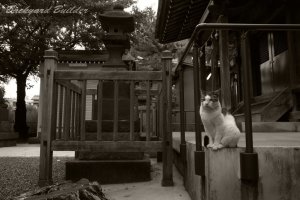 �j�O�̃l�R�����