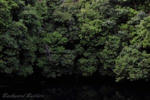 �g�g���̐X