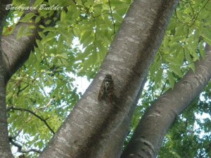 �A�u���[�~