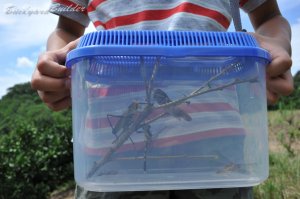 �����O�̒�����