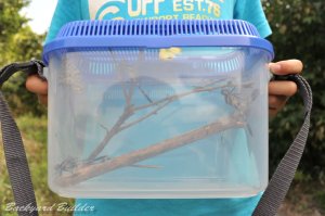 �{���̐���