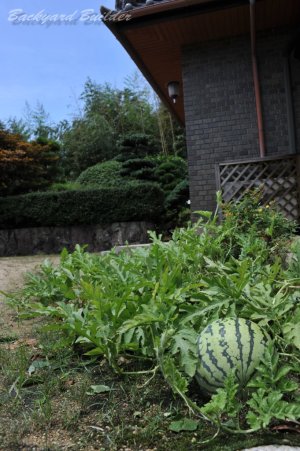 ���Ŏ���X�C�J