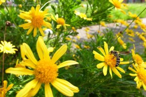 �ߏ��̌����ɂ�