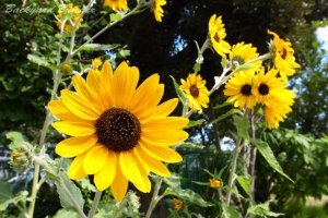 �ߏ��̌����̂Ђ܂��