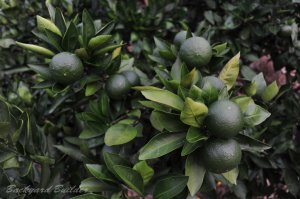 �݂���(���Ă̍�)