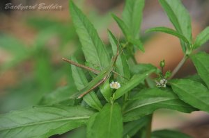 �V���E�����E�o�b�^