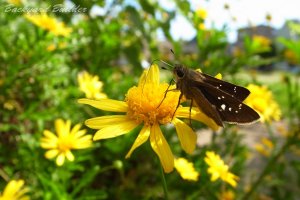 �����`���[�b