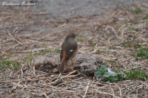 ���X�̃W���E�r�^�L