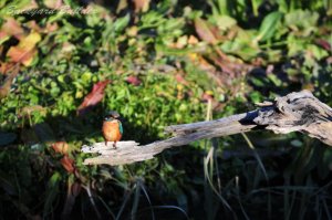 �s���쒹�ώ@�ɂ̃J���Z�~