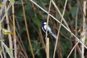 �V�W���E�J��