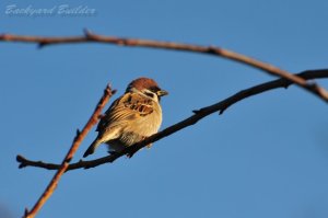 �j�O�ȃX�Y��