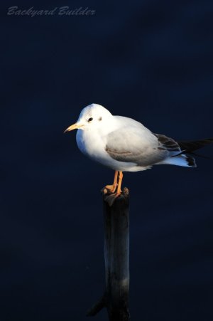 ��肩����