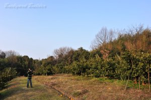 ���g����