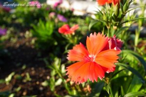 �t�����[