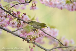 �t�Ƃ����΃��W��