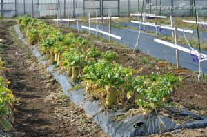 �s���_�C�R��