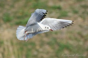 ��肩����