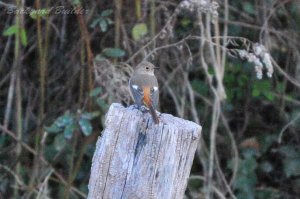 �W���E�r�^�L(���X)