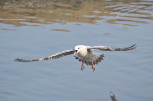 �Z�O���J����(���Ԃ�ᒹ)