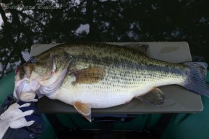 �����J�[�Q�b�g(^^)