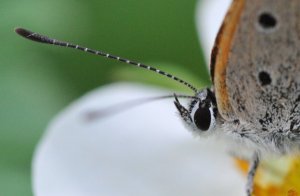 ���{�g���~���O