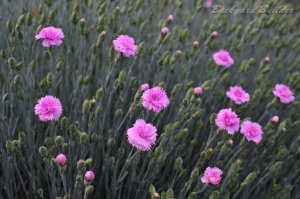 ���\�ʔ����ʐ^���B�ꂽ(^^)