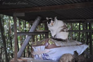 �V���@(�S�R�����Ȃ�����)