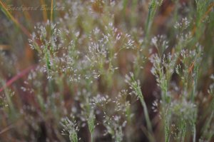 �q���̍�����D���ȑ�